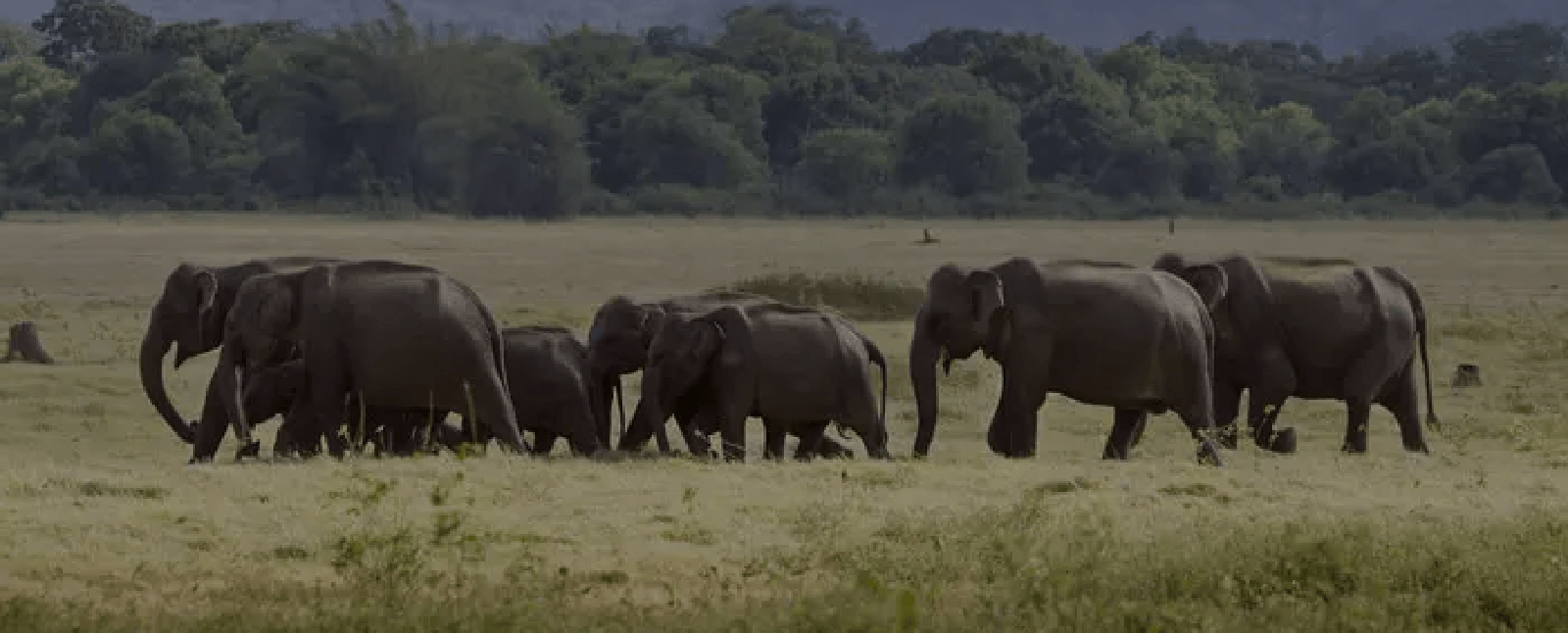 Best and amazing tour guide providers in Sri Lanka!